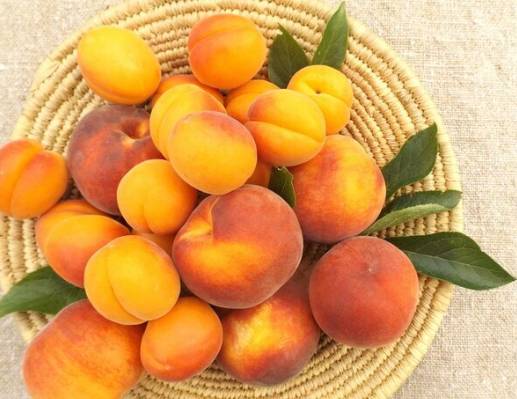 Moravské meruňky - 69 Kč České Broskve - 49 Kč Nové brambory - 10 Kč Cibule, česnek, papriky, rajčata TEL: 722 674 251