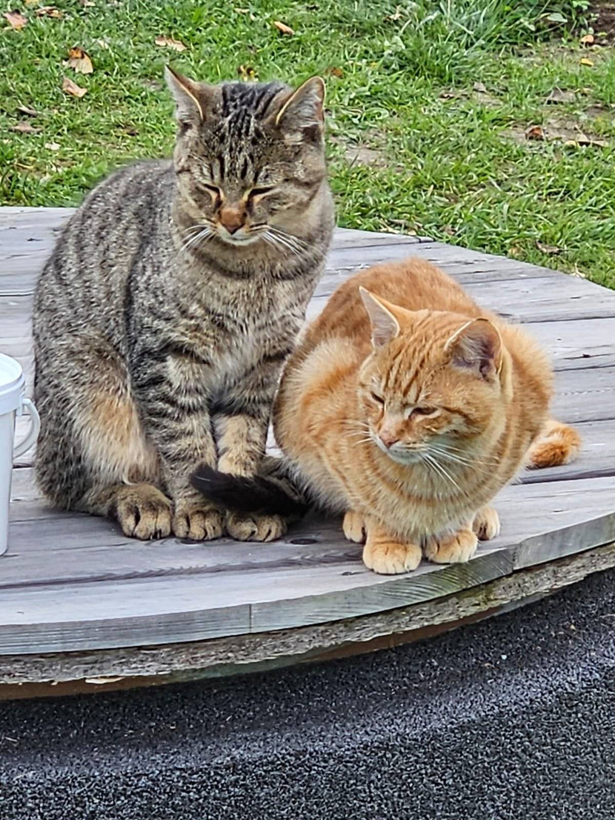 V části obce Veselá - Peklo se ztratili dva koucourci, šedý mourovatý a zrzavý mourovatý. V případě informací, prosíme, kontaktujte p. Pavlasovou na tel. č. 775 002 502