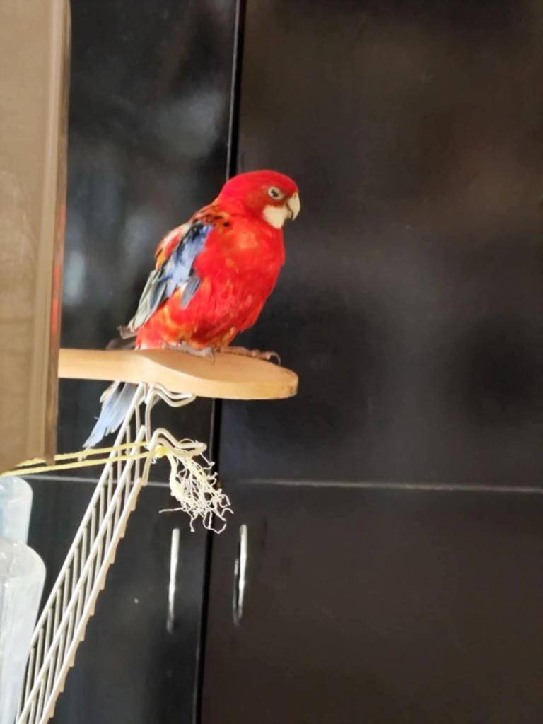 Dnes se v obci Kučerov ztratil papoušek – rozela pestrá. Je to červený sameček se zeleným ocasem. Kdo z občanů jej zahlédl, případně odchytil, ozvěte se prosím na tel. č. 734 282 725.