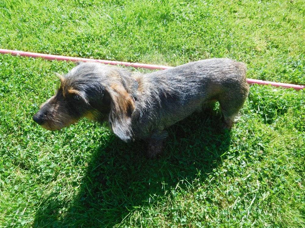 Byl nalezen pejsek - jezevčík na zahradě p. Vebra, U Skály.