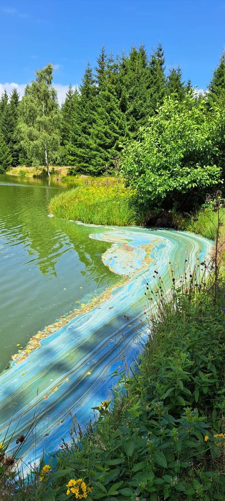 Dnes v 13 hod bylo nahlášen nebezpečný únik látky v Rudolickém rybníku. Po prověření hasičů a Povodí Ohře  bylo zjištěno, že to jsou sinice.