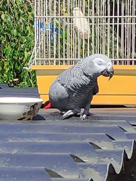 Ztratil se papoušek žako jménem Niko. Prosíme, pokud ho někdo nalezne, ať kontaktuje uvedené telefonní číslo nebo obecní úřad.