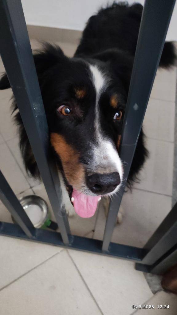 POZOR! V Dolní Lhotě nalezen pes - border kolie