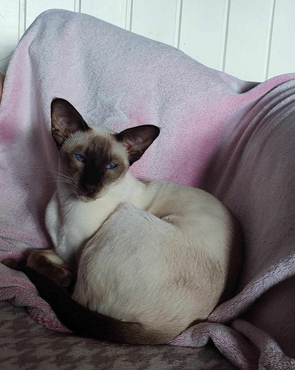 Hledáme kočičku - siamska kočka, s modrýma očima, štihlá, bilá s hnědými odznaky. Lokalita: Javornik.  K cizim lidem neduvěřiva. Jakékoliv info prosim na tel: 776715918, Iva Kucerova