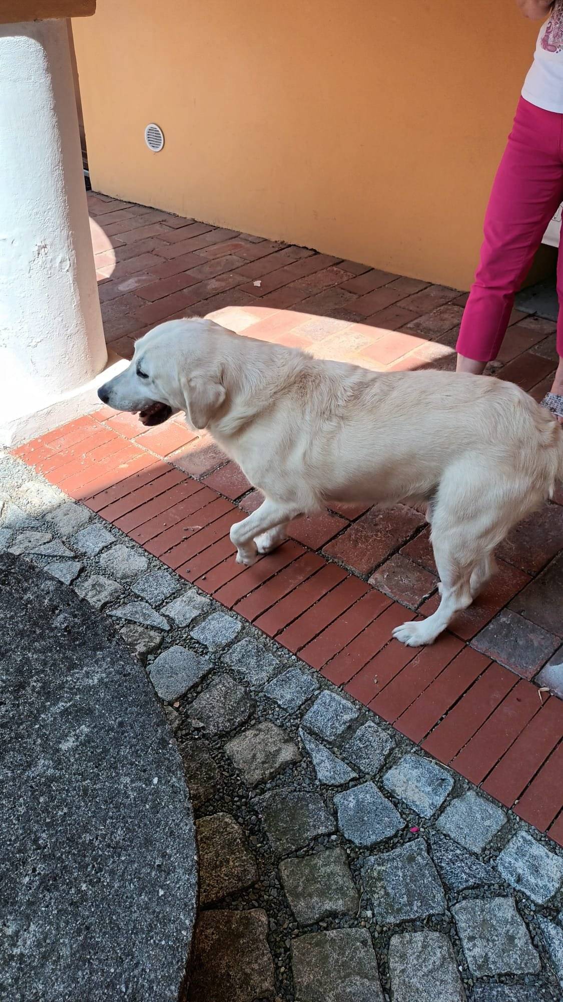 Dnes nalezen v obci zlatý retrívr. K vyzvednutí na OÚ Ústín.