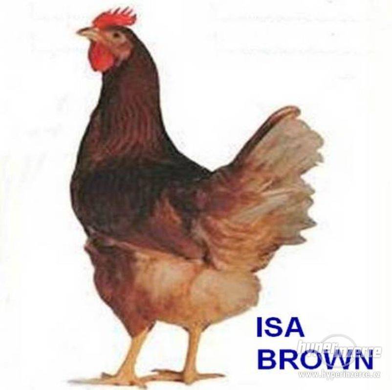 Drůbež Novák HB- drůbežárna Mírovka, prodává  29.8.2025, čas a místo prodeje upřesněno v přiloženém letáku, nosné kuřice před snůškou stáří  16 týdnů, cena 240 Kč za kus, barva hnědá, černá, kropenatá, susexová a bílá.