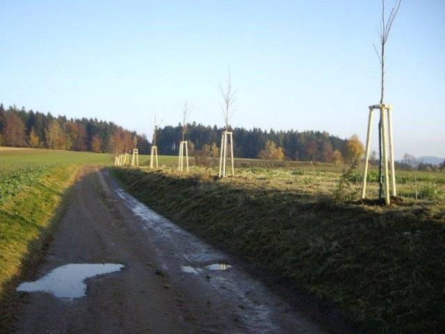 V závěru měsíce října 2012 byl realizován projekt "Ozelenění cesty do Hájku". Jednostranná alej, tvořená celkem 72 stromy, začíná u bývalých čarodějnic a končí až v Hájku.