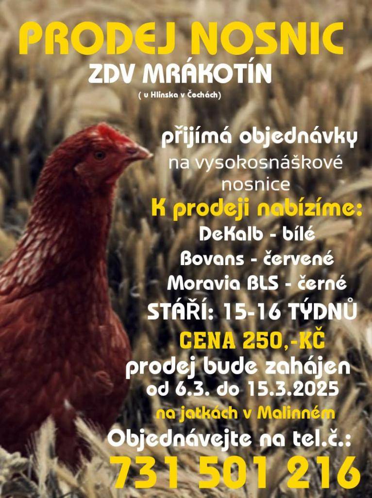 ZDV Mrákotín přijímá až do 15.3.2025 objednávky nosnic různých plemen. Jedná se o nosnice Dekalb - bílé, Bovans - červené a Moravia - černé, stáří 15 - 16 týdnů, cena 250,- Kč za Ks.