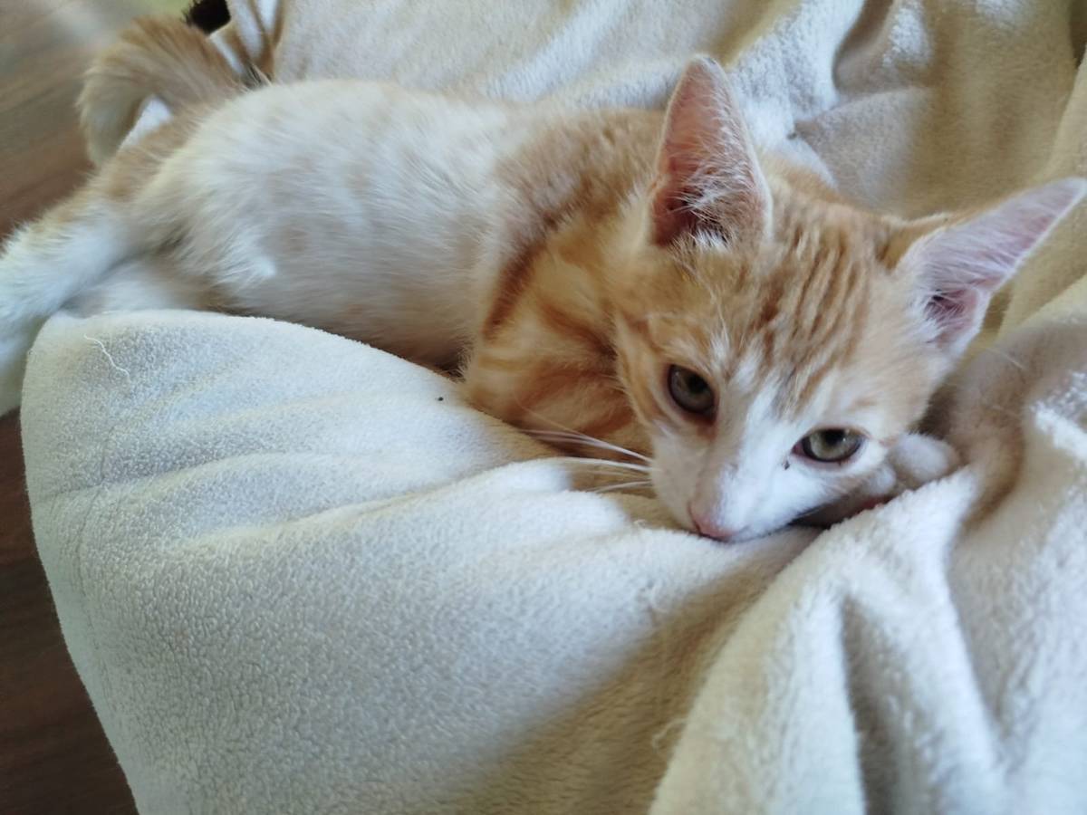 Ztratilo se kotě! Pokud by někdo viděl naše kotě (na obrázku), prosím, zavolejte na tel. 606 530 651. Je nové v Chotči, takže je trochu zmatené. Moc děkuji. Ondřej Lafek, čp. 115