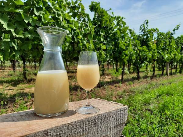 Vinařství Holánek přijede v sobotu (23.08.) s pojízdnou vinotékou.  Burčáková sezona zahájena. Tento týden přiveze vinařství Holánek bílý burčák za 100 Kč/l, vína sudová 80-90 Kč/litr, vína lahvová výběr z hroznů, pozdní sběr 150-250 Kč.  Vinotéka bude stát od 19:15  -  19:35 před kostelem .