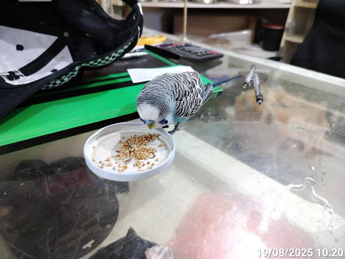 Dne 19.08.2025 nalezen sameček andulky, který byl předán do úschovy na Městskou policii Sezimovo Ústí. Bližší informace v kanceláři č. 107/108, Městská policie - telefon: 723 149 972, Městský úřad Sezimovo Ústí.