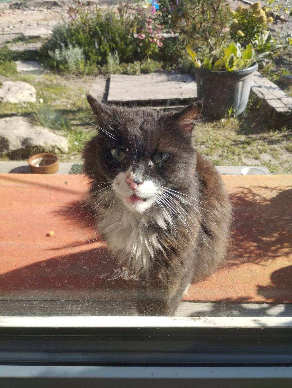 Byl nalezen kocour viz foto. Informace na tel. 606 673 423