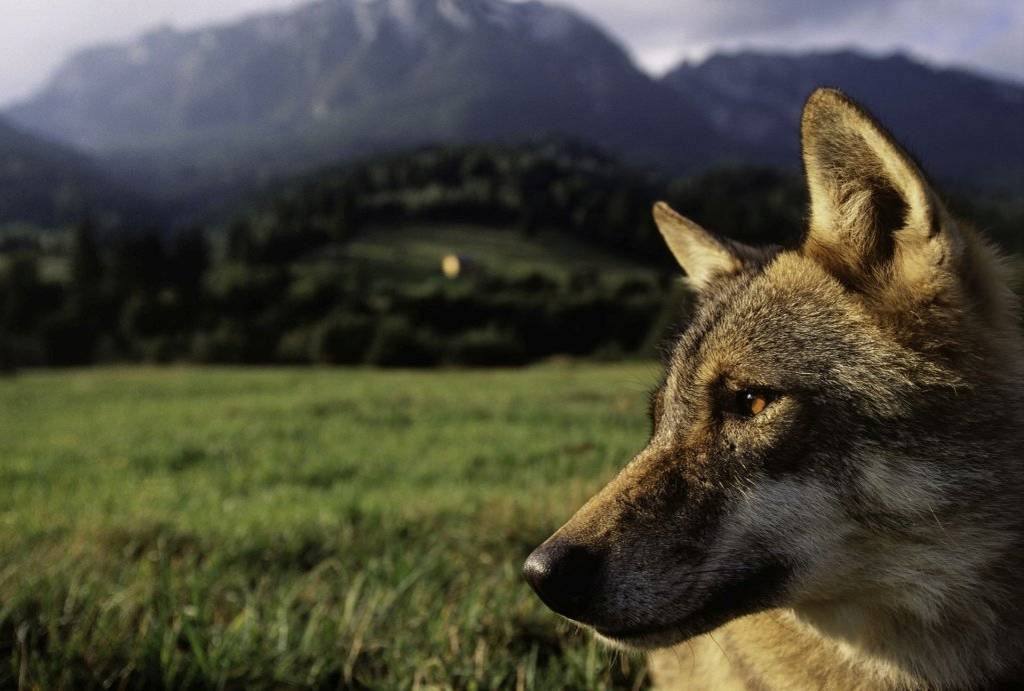 V uplynulých dnech došlo v naší obci k opakovanému napadení hospodářských zvířat vlkem. Jednalo se o napadení kozy u č.p. 47, ke kterému došlo v úterý 19.8.2025 (nalezena dnes dopoledne) a o napadení jehněte u č.p. 136, ke kterému došlo ve středu 20.8.2025 (nalezeno včera večer). Zástupce Agentury ochrany přírody a krajiny (AOPK ČR) reagoval na oznámení nálezu jehněte pružně a dnes dopoledne provedl místní šetření. Potvrdil, že s vysokou pravděpodobností šlo o útok vlka.  ⚠️ Upozorňujeme chovatele, aby hospodářská zvířata (zejména ovce, kozy a telata) zabezpečili zejména v noci do stájí nebo pevných ohrad, protože je velmi pravděpodobné, že se vlk do naší oblasti vrátí. Vlci se v našem okolí vyskytují již delší dobu, toto je však první potvrzený případ útoku v těsné blízkosti zástavby. Nechceme vyvolávat paniku – dosud nebyl zaznamenán žádný potvrzený případ napadení člověka vlkem. Odborníci zdůrazňují, že napadení člověka vlkem je nepravděpodobné a reálné riziko je mnohonásobně nižší než například u domácích psů. Více informací najdete v článku: Útok vlka na člověka je nepravděpodobný – Návrat vlka. Nicméně obezřetnost na místě je, pokud zaznamenáte pohyb vlka v okolí, nebude plachý, přiblíží se k vašemu domu, hlaste to: 1. Starostce obce: 774 714 404 2. Přímo na pohotovostní linku AOPK ČR pro hlášení útoků velkých šelem: 739 046 772 (8:00–16:00 v pracovních dnech a i o svátcích a víkendech). Děkujeme za spolupráci a zvýšenou pozornost. Eva Kmiećová, starostka.