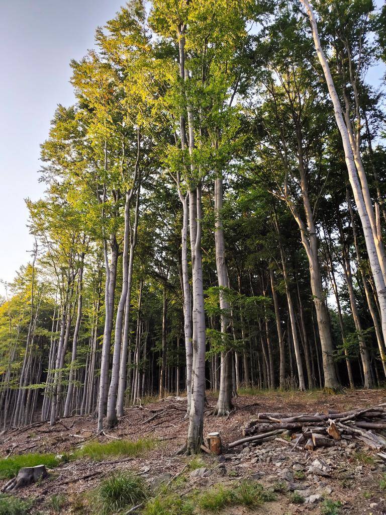 Délka trasy: 16km    Tip na pěší výlet do míst, kam běžný turista málokdy zavítá, a nalezne tam schované překrásné lesní bukové porosty. Výlet není krátký, ale protože navštívíte území v srdci přírody, tak se zkrátka autem blíž dostat nedá.