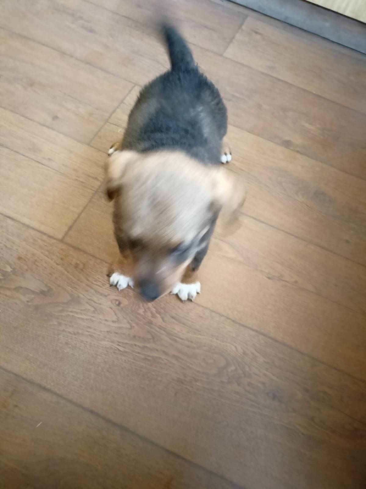 V kanceláři ZD Krasonice je nalezené štěně (viz přiložené foto). Přišlo dnes společně s druhým dospělým psem většího plemene, který pokračoval v cestě kolem světa. Pokud byste někdo věděl o majiteli, dejte mu, prosím vědět. A současně prosím o info na 724342236. Děkuji.