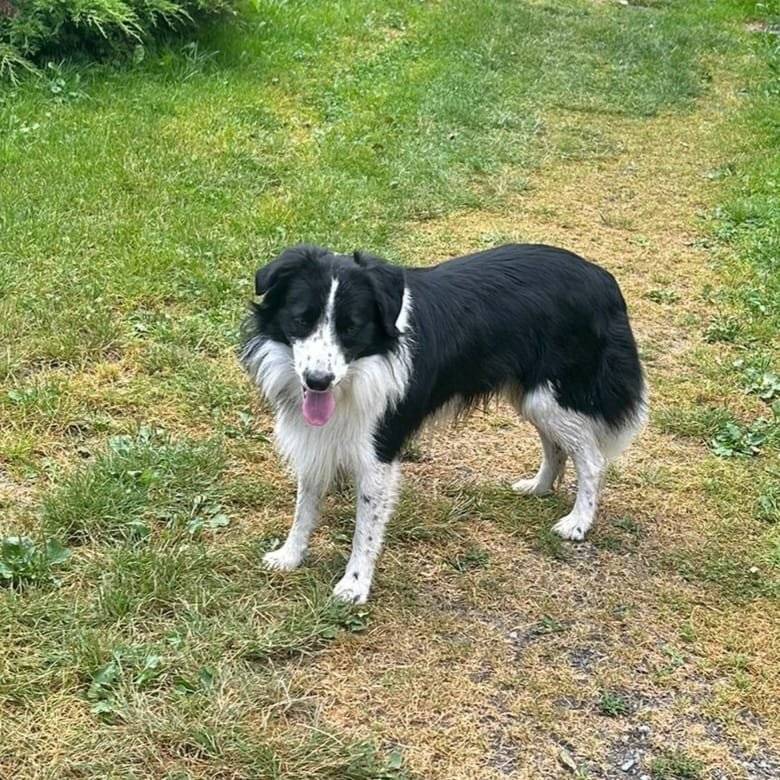 Nalezená border kolie se jménem Argo na obojku je v dobrých rukou. Majitel nechť zavolá na číslo 724 392 092.