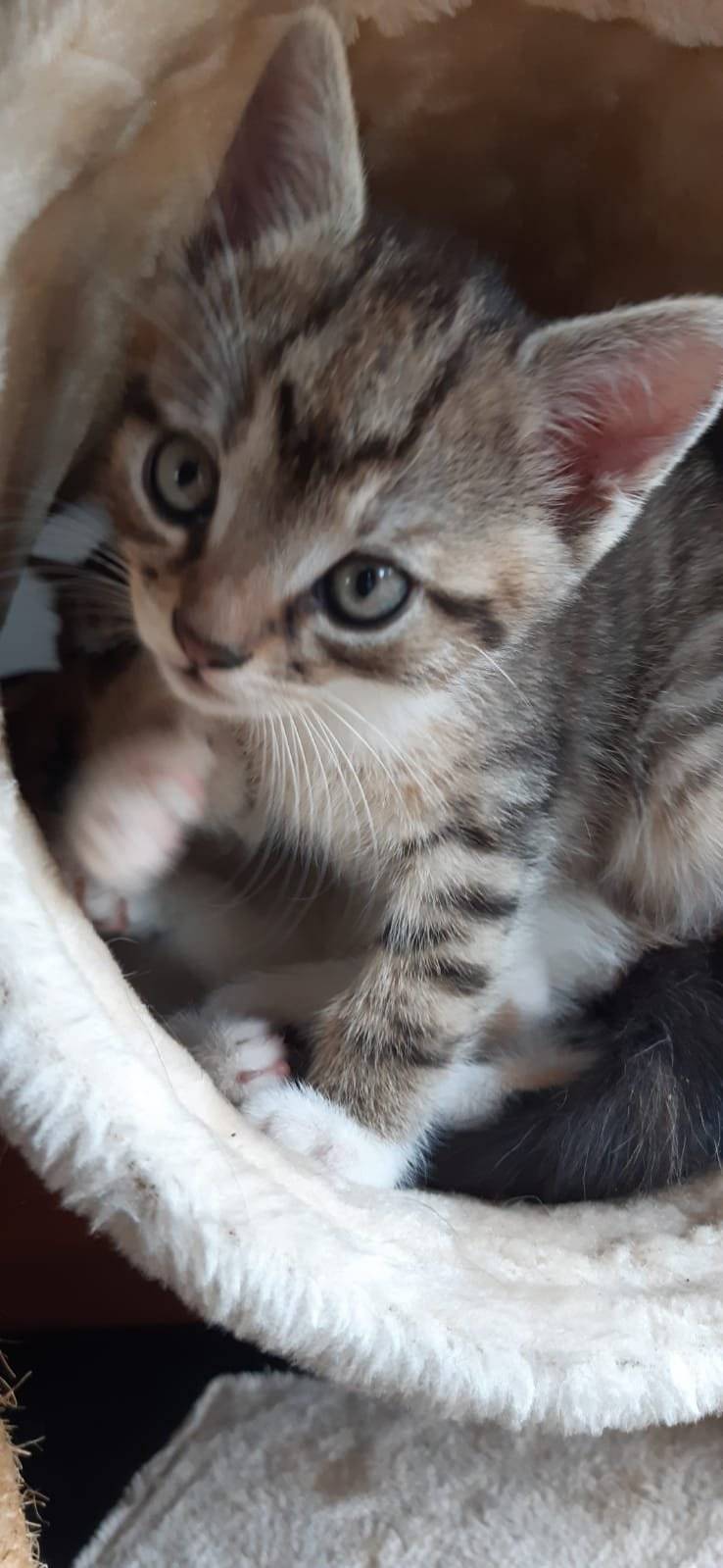 Prosíme o pomoc s hledáním - v obci se ztratilo tříměsíční mourovaté kotě, kdo by ho zahlédl, zavolejte prosím na tel. č. 777692820, paní majitelka ho velmi postrádá.