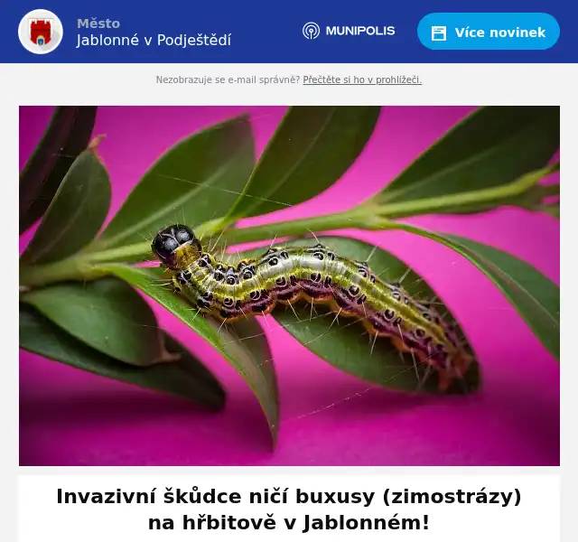 Vážení občané, na městském hřbitově v Jablonném byl zaznamenán zavíječ zimostrázový, jedná se o nebezpečného invazivního škůdce, který napadá buxus (zimostráz). Ve stádiu housenek dokáže během krátké doby způsobit úplný holožír a následné odumření rostlin. Housenky zavíječe sežerou všechny listy na keři, až zůstanou jen holé větvičky a stonky. Rostlina se už z toho většinou nevzpamatuje a často úplně odumře. Abychom zabránili dalšímu šíření tohoto škůdce do okolí, je nezbytně nutné VŠECHNY NAPADENÉ BUXUSY (zimostrázy) z hřbitova ODSTRANIT! Obracíme se proto na Vás, na občany, kteří máte na hřbitově vysazené buxusy (zimostrázy), s naléhavou prosbou... ODSTRAŇTE JE PROSÍM CO NEJDŘÍVE! Pro usnadnění lze odpadní části rostlin samozřejmě ukládat do BIO popelnic přímo na hřbitově nebo je můžete odvést také na sběrný dvůr. Záleží jen na Vás, jakou variantu si vyberete. Vaše spolupráce je v tomto případě klíčová. Jen společným postupem dokážeme zabránit šíření škůdce a ochránit tak zeleň na hřbitově i v celém městě. Děkujeme Vám za vstřícnost, zodpovědný přístup a pochopení.