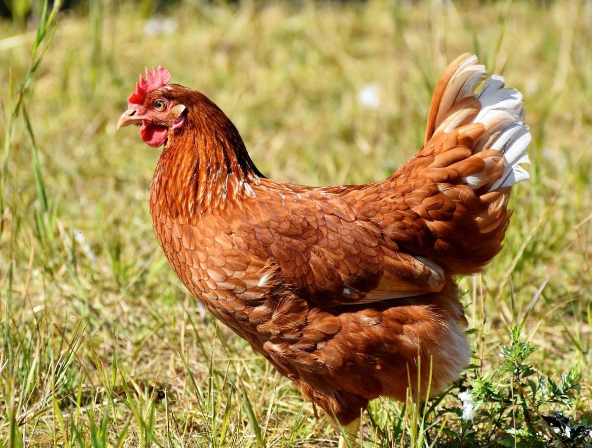 Ve středu 27.8.2025 proběhne u prodejny COOP  v Milovicích ve 13.10 hodin prodej NOSNÝCH KUŘIC, stáří 17 týdnů, cena 265Kč/ks, barva červená a černá, drůbežárna Vadin 🐓🐔