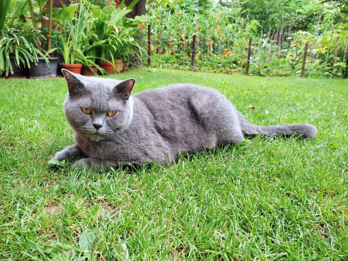 Dnes v dopoledních hodinách se majiteli na dolním konci obce ztratila britská modrá kočka, slyší na jméno Kira. Je přátelská, nechá se eventuálně chytit. Kontakt 736447507. Velmi děkujeme za info a za pomoc!