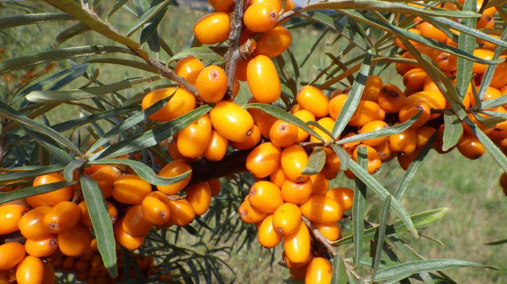 V sobotu 6. září 2025 se uskuteční samosběr plodů rakytníku řešetlákového v sadu u usedlosti Anežčin dvůr. Cena za kilogram nasbíraných plodů je 50 Kč, přičemž si bude možné nastříhat i větvičky s plody za 70 Kč/kg.