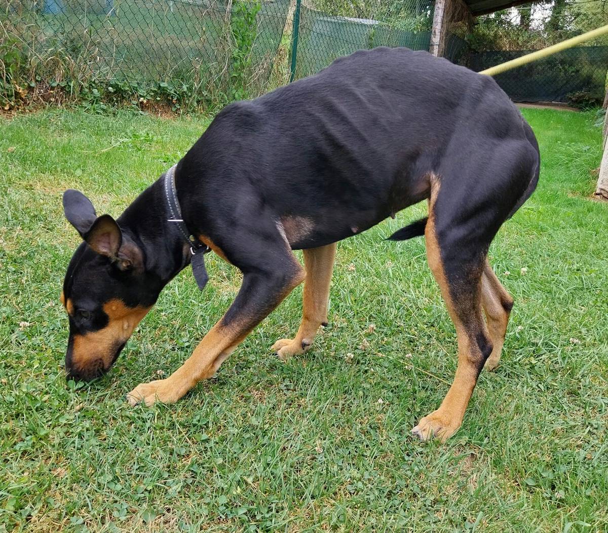 Celou noc běhala u silnice v Lubníku tato mladá fenka. Jedná se o křížence, zvíře je prozatím umístěné na zahradě v Lubníku, pokud se nenajde majitel, budeme kontaktovat útulek. Nepostrádá ji někdo, případně neví někdo komu patří? Tel.: 724 189 791