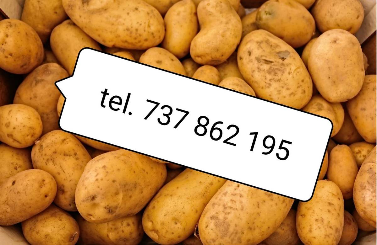 Zpráva ZD Bašnice: členové a pronajímatelé půdy si mohou objednávat brambory (odrůda Bernina) na uskladnění tel.737 862 195 nebo osobně v kanceláři družstva