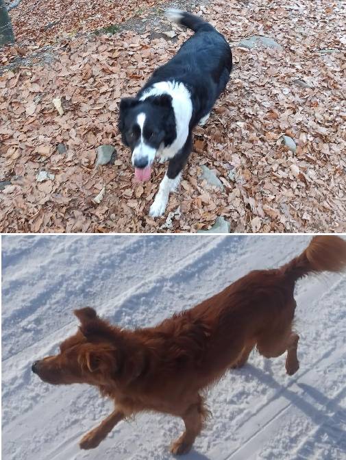 Pokud zahlédnete tyto dva zaběhnuté psy, volejte, prosím, na číslo 734 159 551. Děkujeme.