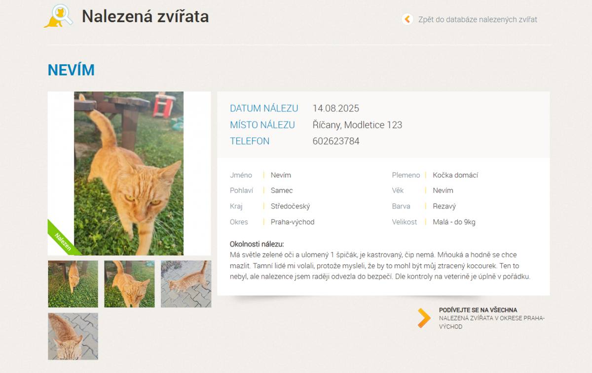 V Modleticích byl nalezen zrzavý kocour se světle zelenýma očima, váží skoro 5kg, je kastrovaný, bez čipu a chybí mu jeden špičák. V případě ztráty pište na: ellypavlatova@gmail.com, tel. kontakt: 602 623 784.  Fotografie nalezeného kocoura naleznete v příloze.