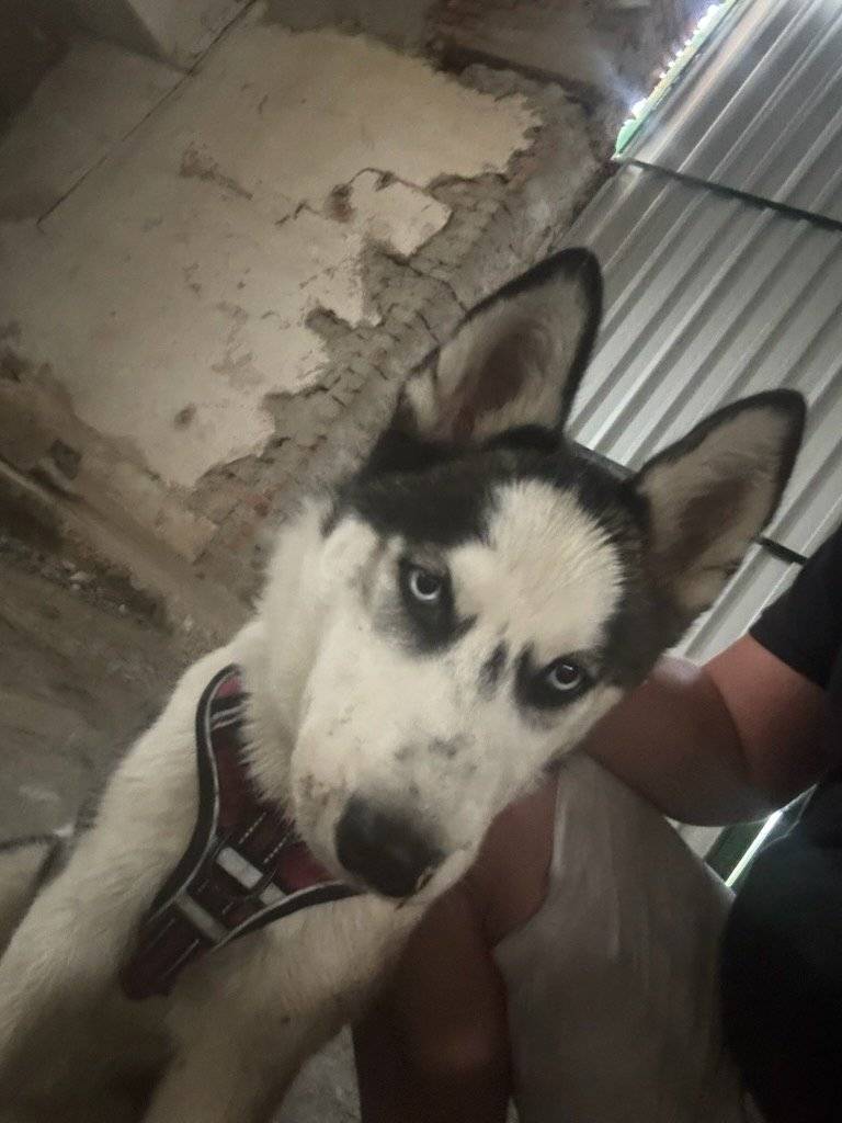 Majitel pejska z fotografie ať volá 736633776.