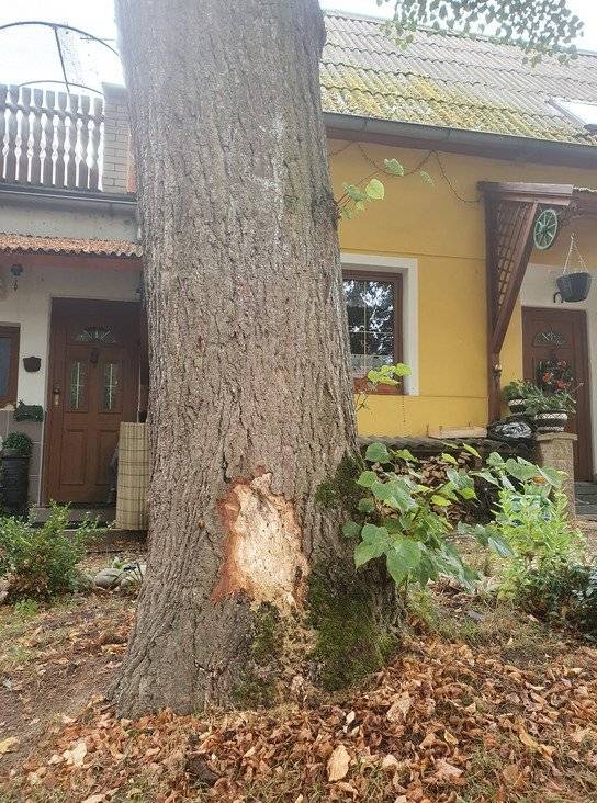 Vážení spoluobčané, dnes byla na naší návsi pokácena 107 let stará lípa srdčité. U stromu byla zjištěna závažná houbová choroba v oblasti kořenů a bázální části kmene. Vzhledem k vysokému riziku vylomení kmene a blízkosti dvou nemovitostí bylo na základě dvou nezávislých dendrologických posudků rozhodnuto o jeho bezodkladném odstranění. U další lípy byla zjištěna stejná choroba, strom však bezprostředně neohrožuje okolí. O jeho dalším osudu rozhodne připravované dendrologické šetření a případné kácení bude probíhat v době vegetačního klidu. Stromy na návsi procházejí pravidelným odborným ošetřením zhruba jednou za čtyři až pět let, poslední proběhla v letech 2017 a 2021, další je plánováno na rok 2026. Poté, co byl dokončen obecní vodovod je možné záhájit přípravu projektu revitalizace zeleně v centrální části obce – od návsi až k parkovišti. Jakmile budou k dispozici první návrhy, bude projekt představen veřejnosti a projednán s občany. Děkujeme za pochopení a podporu při péči o naši obecní zeleň.
