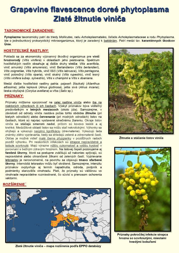 UPOZORNENIE PRE VINOHRADNÍKOV A ZÁHRADKÁROV