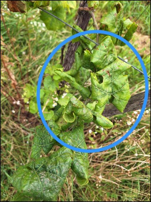 Odbor ochrany  rastlín Ústredného kontrolného a skúšobného ústavu poľnohospodárskeho v Bratislave zasiela naliehavé informácie na zamedzenie šírenia choroby-Zlaté žltnutie viniča.