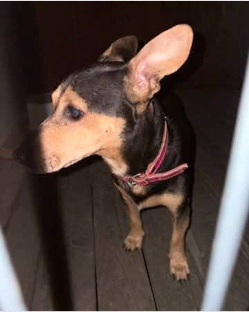 V obci Velké Heraltice se našel zaběhnutý pes-viz.přiložené foto.     Žádáme majitele, ať kontaktuje Obecní úřad Velké Heraltice tel. 553 663 115.