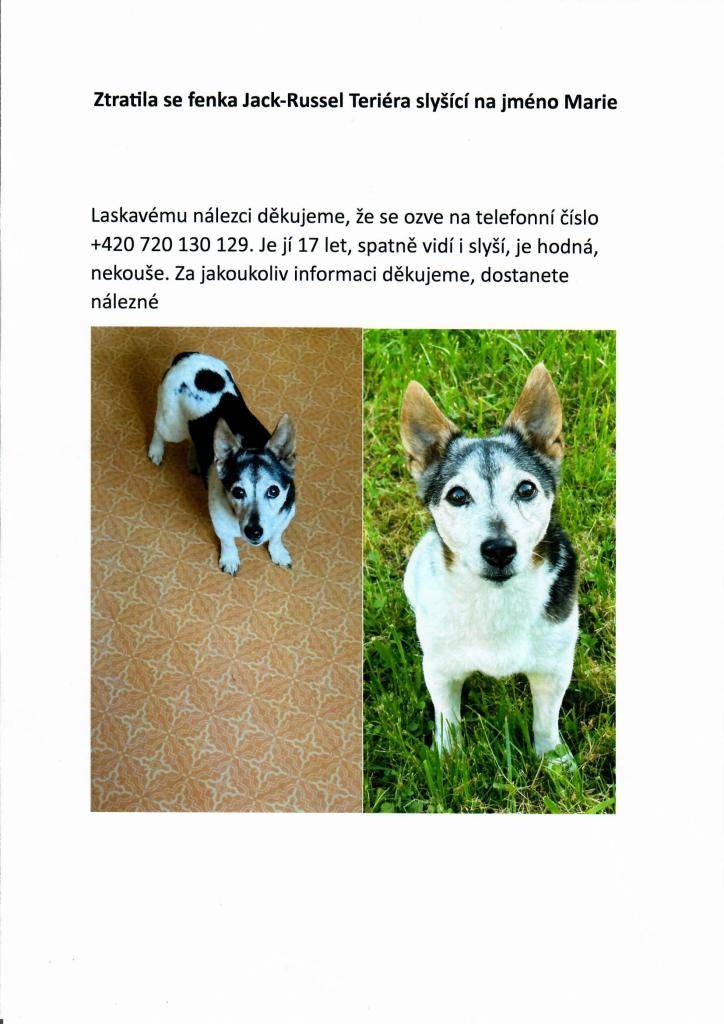 V Kostomlatech p. Řípem se dnes ztratil pejsek. Slyší na jméno Maryska. Bohužel je starší a má zrakové a sluchové problémy. Informace o pejskovi volejte na tel. 720 130 129. Díky za pomoc.