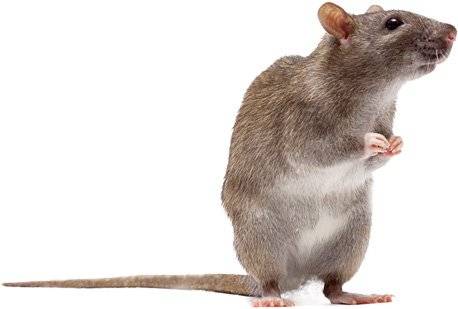 Ve středu 3.9. od 9:30 proběhne v obci plošná deratizace. Kdo budete mít zájem aplikovat jed do kanálů na vašich pozemcích, kontaktujte Martina Černého, který bude deratizéra doprovázet.