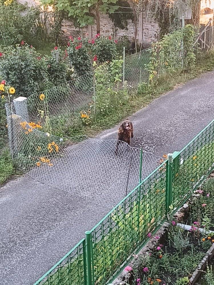 V Odolenovicích pobíhá starší pes hnědé barvy patrně lovecké plemeno...