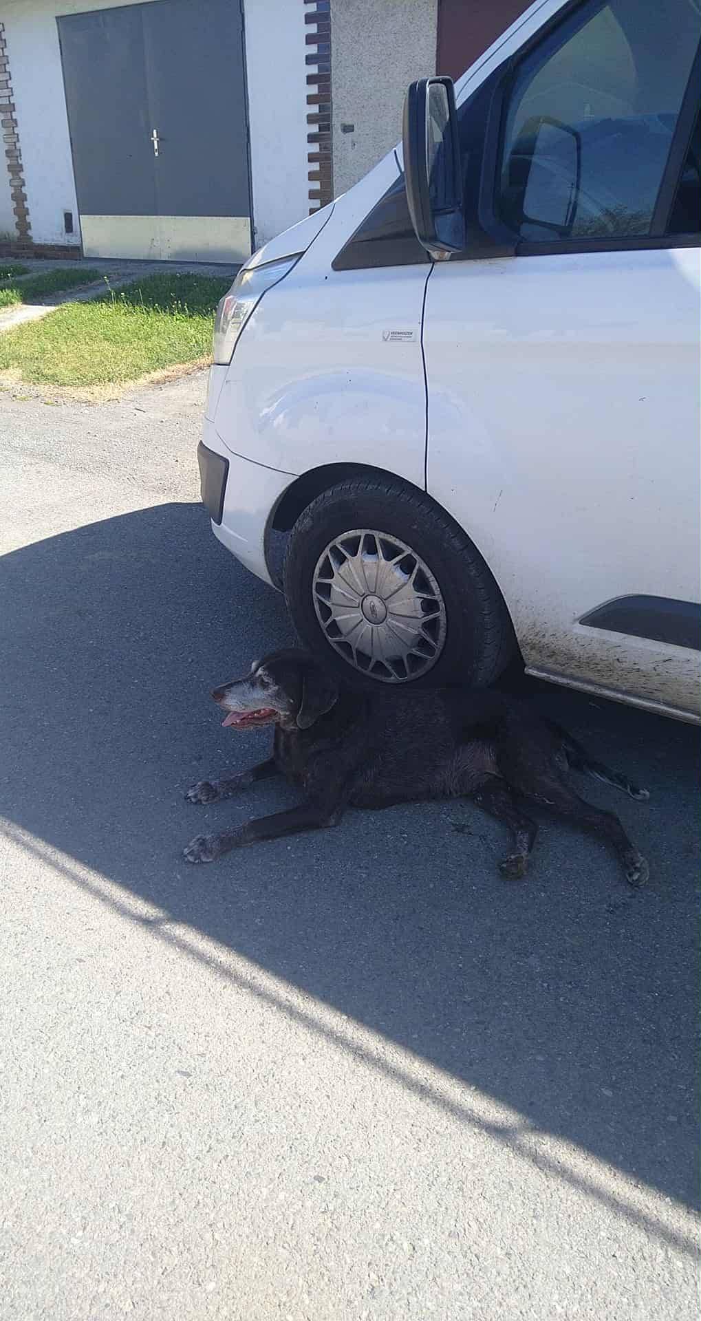 HLEDÁTE SVÉHO PSA? Ve Staré Vsi byl dnes nalezen pes - ohař. Volejte paní starostku tel. 723324667