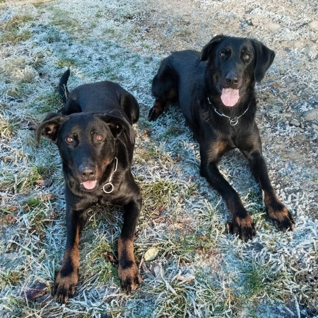 Pokud zahlédnete dvě zaběhnuté fenky plemene beauceron, kontaktujte, prosím, majitele na tel. čísle 731 587 266