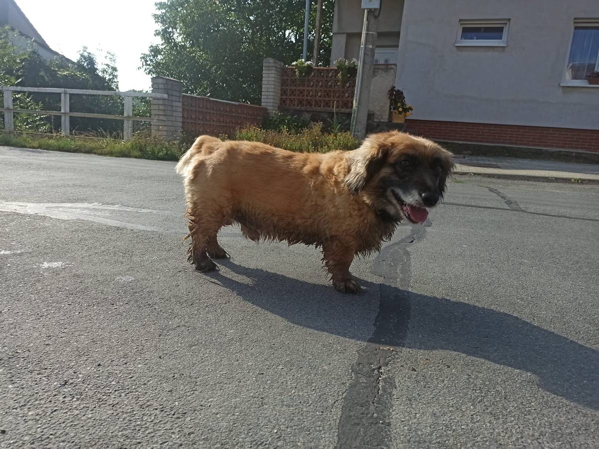dnes se zaběhnul pes v ul. Komenského. Dočasně je v náhradní péči u pí Borošové tel. 775 211 549. Majitele prosím vyzvedněte si ho. Děkuji  starosta
