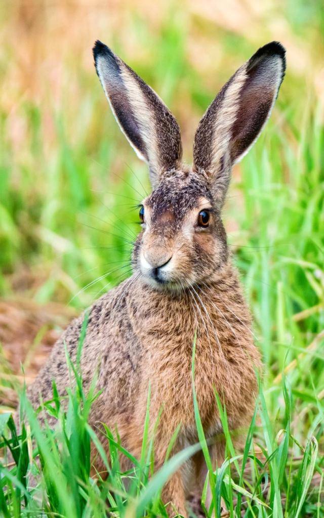 V okrese Znojmo byl zaznamenán výskyt myxomatózy u zajíců.