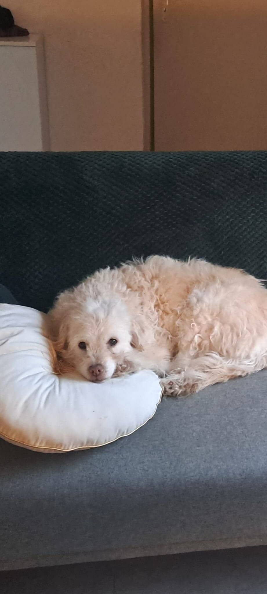 Ztratila se fenka voříška slyšící na jméno Daisy. V případě nalezení kontaktujte majitele pana Kavana na telefonním čísle 607 007 199. Předem děkujeme.