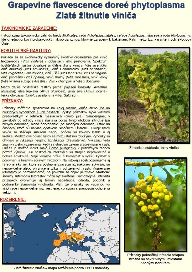 Vážení občania! Žiaľ už aj u nás sa ukázal výskyt zlatého žltnutia na viniči. Nižšie sú bližšie informácie o chorobe a metodické usmernenie pre ochranu. Na konci článku sú dokumenty na stiahnutie.