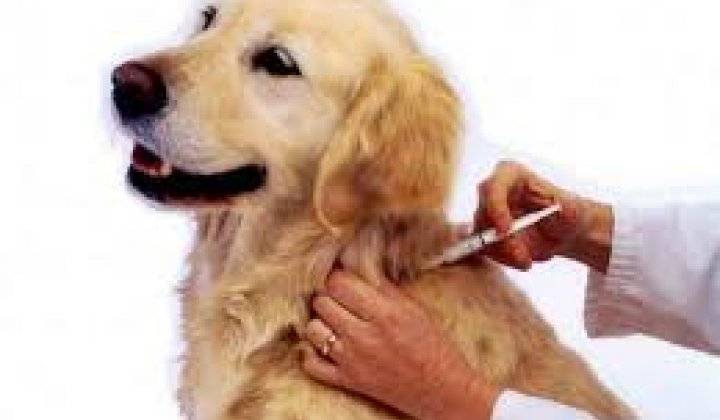 Regionálna veterinárna správa v Nitre oznamuje, že vo štvrtok 4.9.2025 vykoná očkovanie psov a mačiek proti besnote.   Očkovať sa bude od 17:00 hod. pred obecným úradom.   Poplatok za očkovanie   10-, Eur.