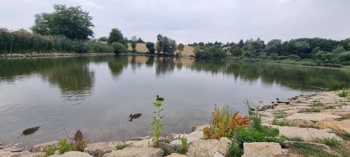 Už zítra 6. 9. 2025 v 9:00 se vypravíme na komentovanou exkurzi kolem Žebětínského rybníka se zoologem Romanem Zajíčkem. Díky živolovným pastím uvidíme i tvory, které běžně nezahlédnete.  📍 Sraz: hráz Žebětínského rybníka 💰 Vstup zdarma 👨👩👧👦 Pro dospělé i děti Více informací najdete na: zebetin.cz/zivot-v-rybnice-a-kolem-nej