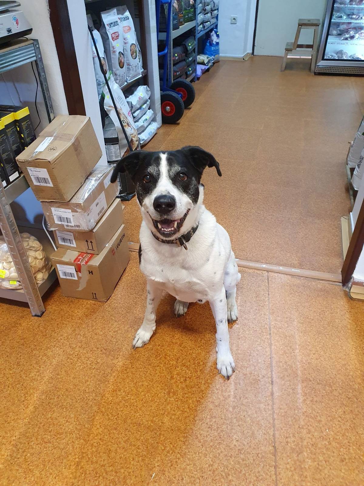 Dne 9. 9. byl nalezen pes. Pes je k vyzvednutí v obchodě Dravé menu, Kolínská 175 dnes do 12.00 hod.