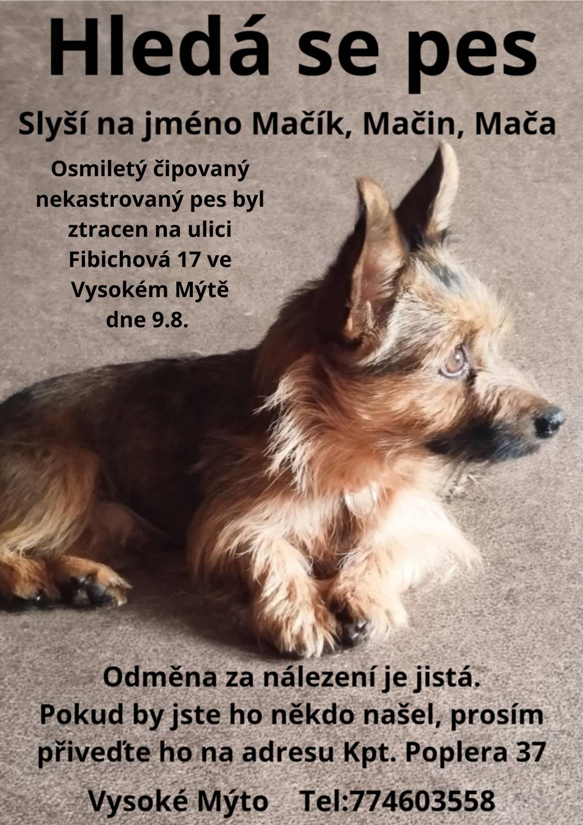 Sdílíme prosbu o spolupráci při hledání ztraceného psa, který se pohřešuje od 9.8. v okolí Vysokého Mýta, v Pardubickém kraji. Jedná se o křížence nejspíš teriér s nordwich teriérem barvy hnědočernobéžové, malého vzrůstu - do 5,5kg.  Pejsek slyší na jméno Mačík, Mačo, Mačin a je velmi přátelský, avšak může být vystrašený a opatrný vůči cizím lidem.