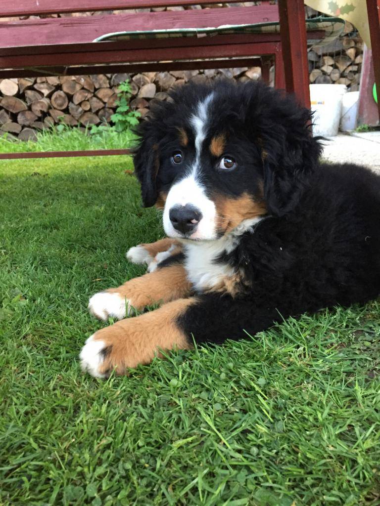 Obec Kokošovce v spolupráci s veterinárnym lekárom MVDr. Harbáčom organizuje hromadné očkovanie psov proti besnote.  Očkovať sa bude v pondelok 22.09.2025 o 17:00 hod. pred obecným úradom.  Očkujú sa psy staršie ako 3 mesiace. Poplatok za očkovanie je 5,- EUR.