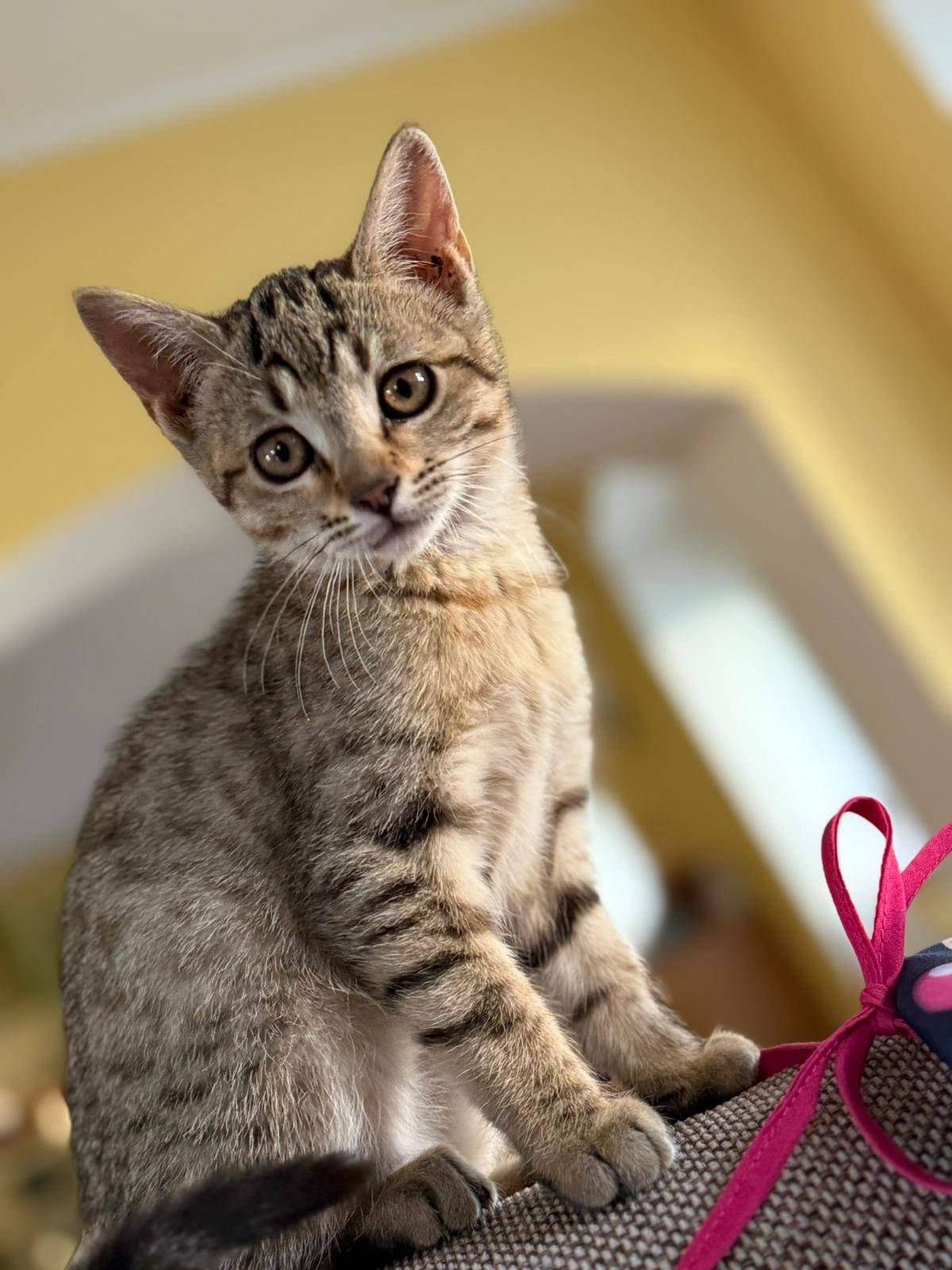 V ulici Rudé Armády se ztratilo přítulné kotě. Prosíme kdyby jste ho někde viděli kontektujte majitelku Janu Novákovou na Tel. 774240811 Děkujeme