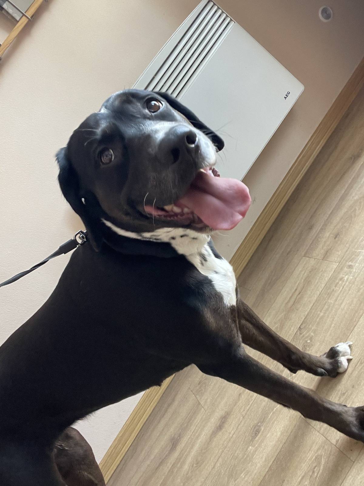 Dnes byla nalezena ve Chřibské mladá fenka,  pravděpodobně kříženec labradora a dalmatina . Je černá s bílým flekem na krku, světlou puntíkovotou náprsenkou a bílými tlapkami. Pokud znáte majitele, předejte mu kontakt : 735 892 190. Děkujeme za pomoc.